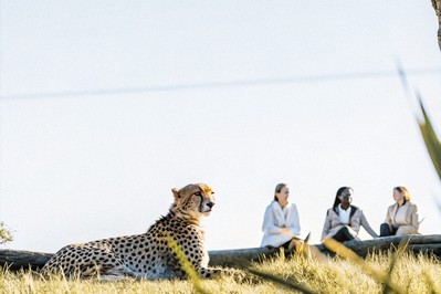 Cheetah at rest before a sprint