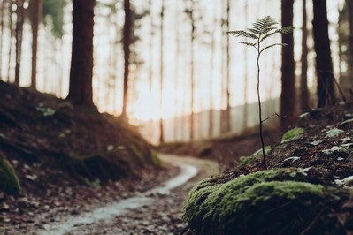 From Pain to Purpose: Harnessing Mind-Body Wisdom for Intentional, Resilient Living