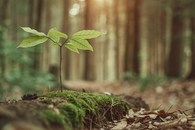 Transforming Hardship into Growth: How a Growth Mindset Fuels the Journey from Pain to Purpose