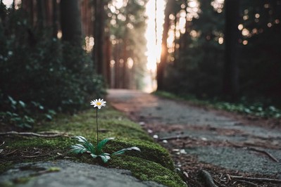 Designing Your Path to Authentic Wellness: How SMART Goals Turn Aspiration into Lasting Fulfillment
